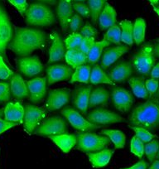 MYH1 Antibody