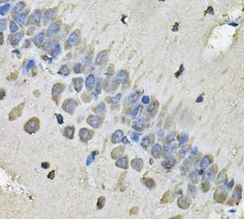 MYH1 Antibody