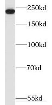 MYH14 Rabbit Polyclonal Antibody