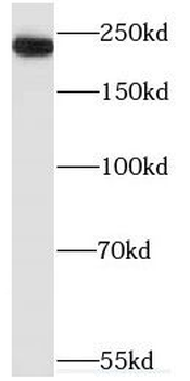 MYH3 Antibody