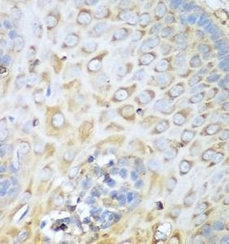 MYH9 Antibody