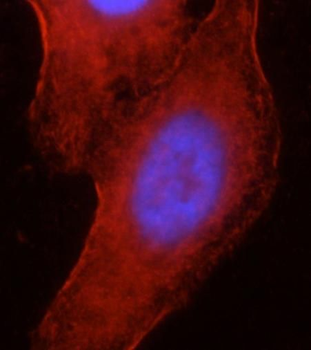 MYH9 Antibody