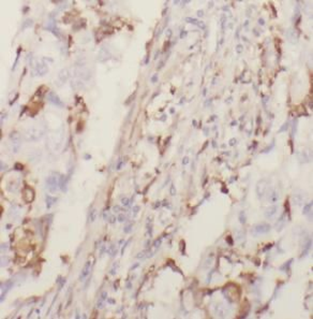 MYH9 Antibody