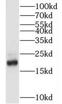MYL12A Antibody