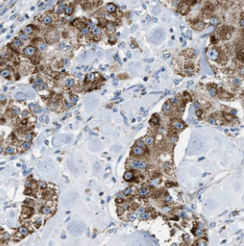 MYL12B Antibody
