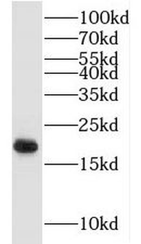 MYL2 Antibody