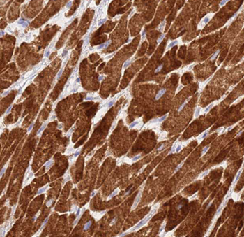MYL2 Antibody