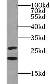 MYL3 Antibody