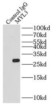 MYL3 Antibody
