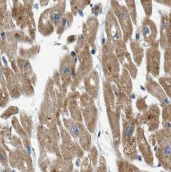 MYL3 Antibody