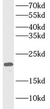 MYL4 Antibody