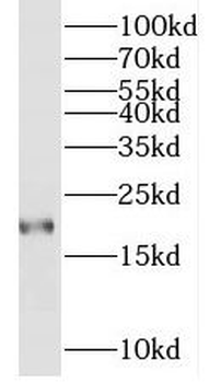 MYL7 Antibody