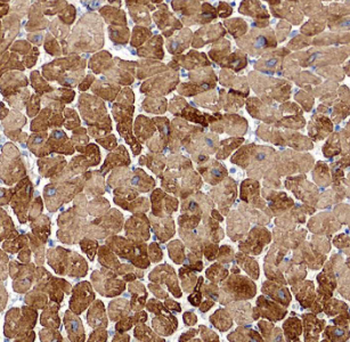 MYL7 Antibody