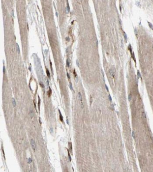 MYL11 Antibody