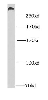 MYO10 Antibody