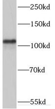 MYO19 Antibody