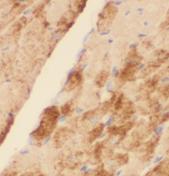 MYO1B Antibody