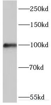 MYO1D Antibody