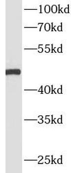 MYOD1 Rabbit Polyclonal Antibody