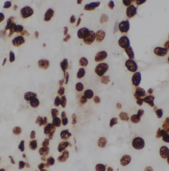 MYOD1 Rabbit Polyclonal Antibody