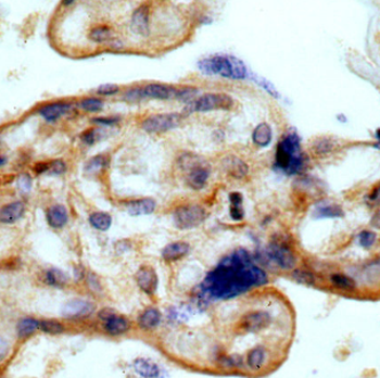 MYOF Antibody