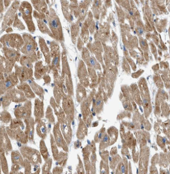 MYL2 Antibody
