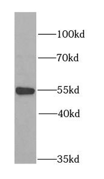 MYOT Antibody