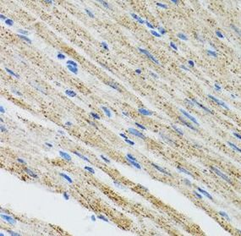 MYOT Antibody