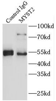 KAT7 Antibody