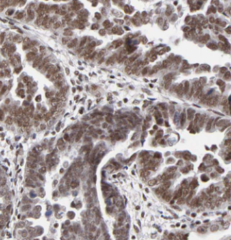 KAT7 Antibody