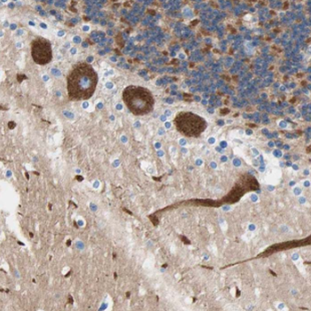 NAB2 Antibody