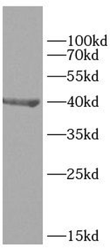 NANOG Antibody