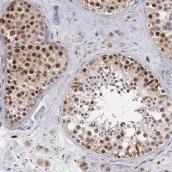 NAP1L1 Antibody