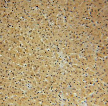 NAP1L4 Antibody
