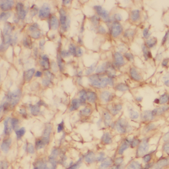 NAPB Antibody