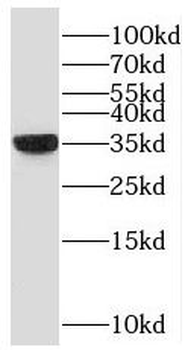 NAPG Antibody