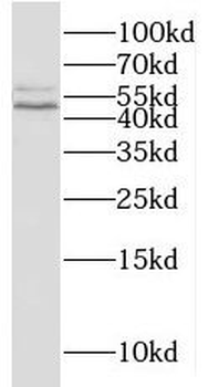 NAPRT Antibody