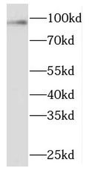 NAA15 Antibody