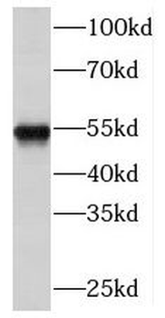 NARS2 Antibody