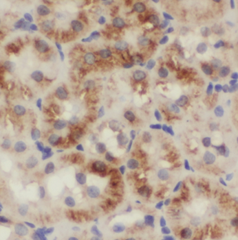 NARS2 Antibody