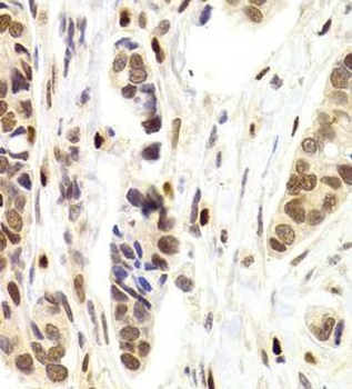 NASP Antibody