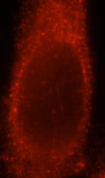 NBR1 Antibody