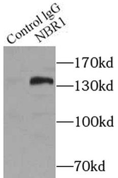 NBR1 Antibody