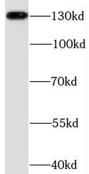 CDH2 Antibody
