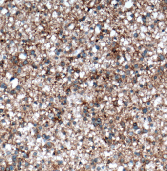 NCAM2 Antibody