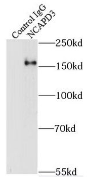 NCAPD3 Antibody