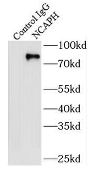 NCAPH Antibody