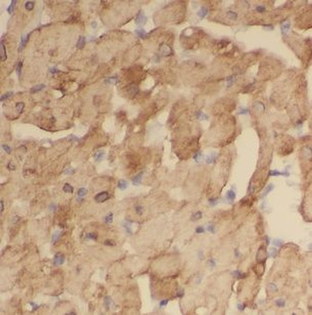 NCF4 Antibody