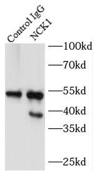 NCK1 Antibody