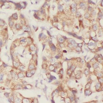 NCK1 Antibody